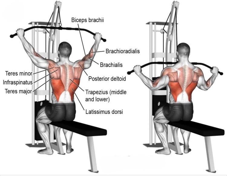 The Lat Pulldown Exercise: Essential for Shoulder Stability